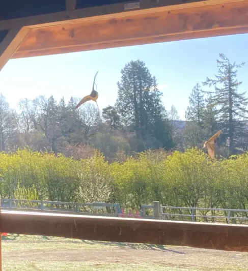 Swallows checkout the horse stables