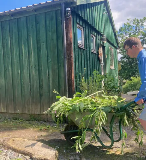 Wheelbarrows of weeds still need removing