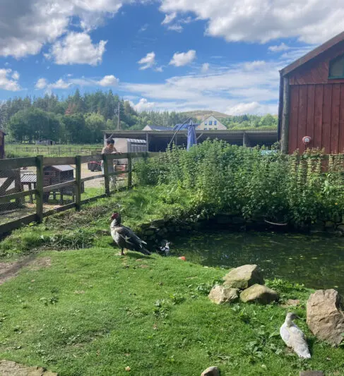 Down on the farm, a resident checks the ducks