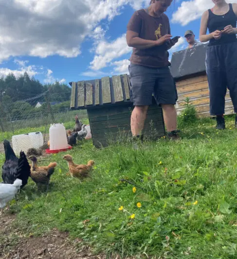 Up in the field, the chicks are out in their new area whilst our farm workshop leader checks the weather forecast.
